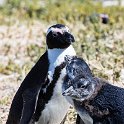 ZAF WC SimonsTown 2016NOV14 Boulders 013 : 2016, 2016 - African Adventures, Africa, November, South Africa, Southern, Western Cape, Simons Town, Cape Town, Boulders