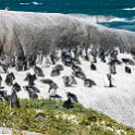 ZAF WC SimonsTown 2016NOV14 Boulders 017 : 2016, 2016 - African Adventures, Africa, November, South Africa, Southern, Western Cape, Simons Town, Cape Town, Boulders