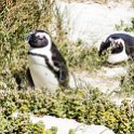 ZAF WC SimonsTown 2016NOV14 Boulders 018 : 2016, 2016 - African Adventures, Africa, November, South Africa, Southern, Western Cape, Simons Town, Cape Town, Boulders