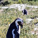 ZAF WC SimonsTown 2016NOV14 Boulders 019 : 2016, 2016 - African Adventures, Africa, November, South Africa, Southern, Western Cape, Simons Town, Cape Town, Boulders