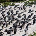 ZAF WC SimonsTown 2016NOV14 Boulders 020 : 2016, 2016 - African Adventures, Africa, November, South Africa, Southern, Western Cape, Simons Town, Cape Town, Boulders