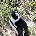 ZAF WC SimonsTown 2016NOV14 Boulders 022 : 2016, 2016 - African Adventures, Africa, November, South Africa, Southern, Western Cape, Simons Town, Cape Town, Boulders