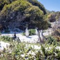 ZAF WC SimonsTown 2016NOV14 Boulders 028 : 2016, 2016 - African Adventures, Africa, November, South Africa, Southern, Western Cape, Simons Town, Cape Town, Boulders