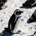 ZAF WC SimonsTown 2016NOV14 Boulders 029 : 2016, 2016 - African Adventures, Africa, November, South Africa, Southern, Western Cape, Simons Town, Cape Town, Boulders