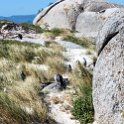 ZAF WC SimonsTown 2016NOV14 Boulders 037 : 2016, 2016 - African Adventures, Africa, November, South Africa, Southern, Western Cape, Simons Town, Cape Town, Boulders