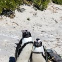 ZAF WC SimonsTown 2016NOV14 Boulders 047 : 2016, 2016 - African Adventures, Africa, November, South Africa, Southern, Western Cape, Simons Town, Cape Town, Boulders