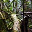CRI ALA LaFortuna 2019MAY11 Arenal 016 : - DATE, - PLACES, - TRIPS, 10's, 2019, 2019 - Taco's & Toucan's, Alajuela, Americas, Arenal Volcano National Park, Central America, Costa Rica, Day, La Fortuna, May, Month, Saturday, Year