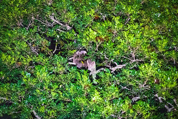 CRI PUN Monteverde 2019MAY13 Kinkajou 010