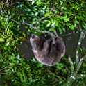 CRI PUN Monteverde 2019MAY13 Kinkajou 013 : - DATE, - PLACES, - TRIPS, 10's, 2019, 2019 - Taco's & Toucan's, Americas, Central America, Costa Rica, Day, Kinkajou Night Walk, May, Monday, Monteverde, Month, Puntarenas, Year