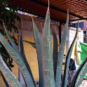 MEX MEX SanMartin 2019APR01 ArtesaniasPremier 003  What made this stop unique was the local host – Jesus who provided an interesting, informative and educational presentation as to how important the cactus was to the original settlers, as well as the numerous uses of the plant in their everyday lives. : - DATE, - PLACES, - TRIPS, 10's, 2019, 2019 - Taco's & Toucan's, Americas, April, Artesanias Premier, Central, Day, Mexico, Monday, Month, México, North America, San Martín de las Pirámides, Year