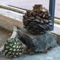 MEX OAX TeotitlanDelValle 2019APR04 MezcalDonAgave 003 : - DATE, - PLACES, - TRIPS, 10's, 2019, 2019 - Taco's & Toucan's, Americas, April, Day, Mexico, Mezcal Don Agave, Month, North America, Oaxaca, South Pacific Coast, Teotitlán del Valle, Thursday, Year