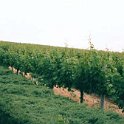 2000JUN11 USA ID Caldwell SteChapelleWinery SunnySlopeBluesFestival 002 : 2000, Americas, Caldwell, Date, Idaho, June, Month, North America, Places, Ste Chapelle Winery, Sunny Slope Blues Festival, USA, Year