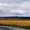 USA WA SkagitValley 1998APR11 TulipFestival 001 : 1998, Americas, April, Date, Month, North America, Places, Skagitt Valley, Tulip Festival, USA, Washington, Year