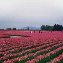 USA WA SkagitValley 1998APR11 TulipFestival 002 : 1998, Americas, April, Date, Month, North America, Places, Skagitt Valley, Tulip Festival, USA, Washington, Year