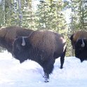 USA WY YellowstoneNP 2004NOV01 UpperFalls 014 : 2004, 2004 - Yellowstone Travels, Americas, National Park, North America, November, Upper Falls, USA, Wyoming, Yellowstone