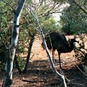 AUS NT Erldunda 2001JUL12 Emus 002  I had the odd bit of emu before and didn't really thing much of it as a meat. : 2001, 2001 The "Gruesome Twosome" Australian Tour, Australia, Date, Erldunda, July, Month, NT, Places, Trips, Year