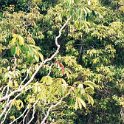 AUS QLD LakeBarrine 2001JUL17 008  The scrub is pretty thick around the lake. : 2001, 2001 The "Gruesome Twosome" Australian Tour, Australia, Date, July, Lake Barrine, Month, Places, QLD, Trips, Year