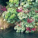 AUS QLD LakeBarrine 2001JUL17 009  Check out the unique flowers on this bush. : 2001, 2001 The "Gruesome Twosome" Australian Tour, Australia, Date, July, Lake Barrine, Month, Places, QLD, Trips, Year