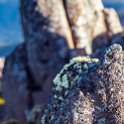 AUS TAS MountWellington 2015JAN24 020 : 2015, 2015 - Tasmanian Travels, Australia, Date, January, Month, Mount Wellington, Places, TAS, Trips, Year