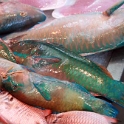 PYF Tahiti Papeete 2007FEB10 008  Check out the colors on the fish : 2007, 2007 - Gone Troppo In Tahiti, Date, February, French Polynesia, Month, Oceania, Papeete, Places, Tahiti, Trips, Year