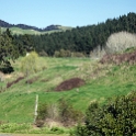 Ohautira